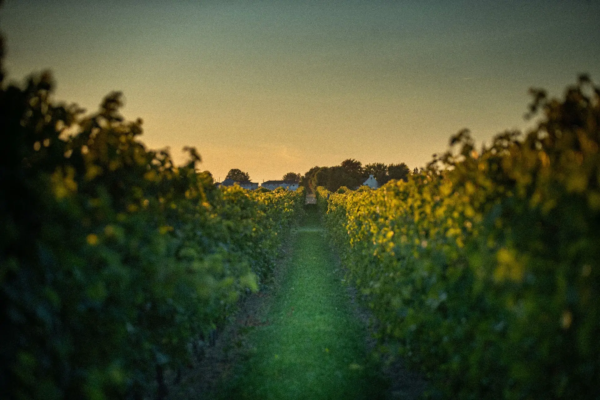 a_propos_domaine_labranche