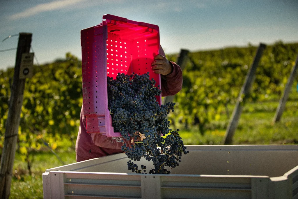 Vivre l&rsquo;expérience des vendanges