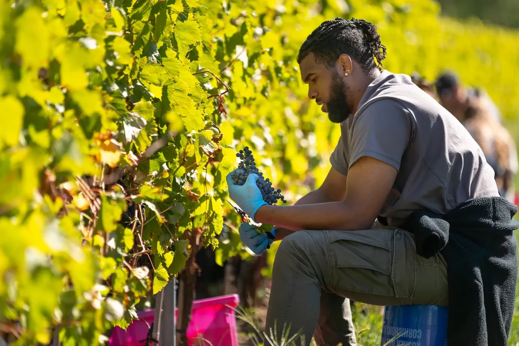 Vandage - Domaine Labranche