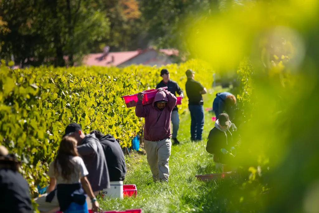 Vandage - Domaine Labranche