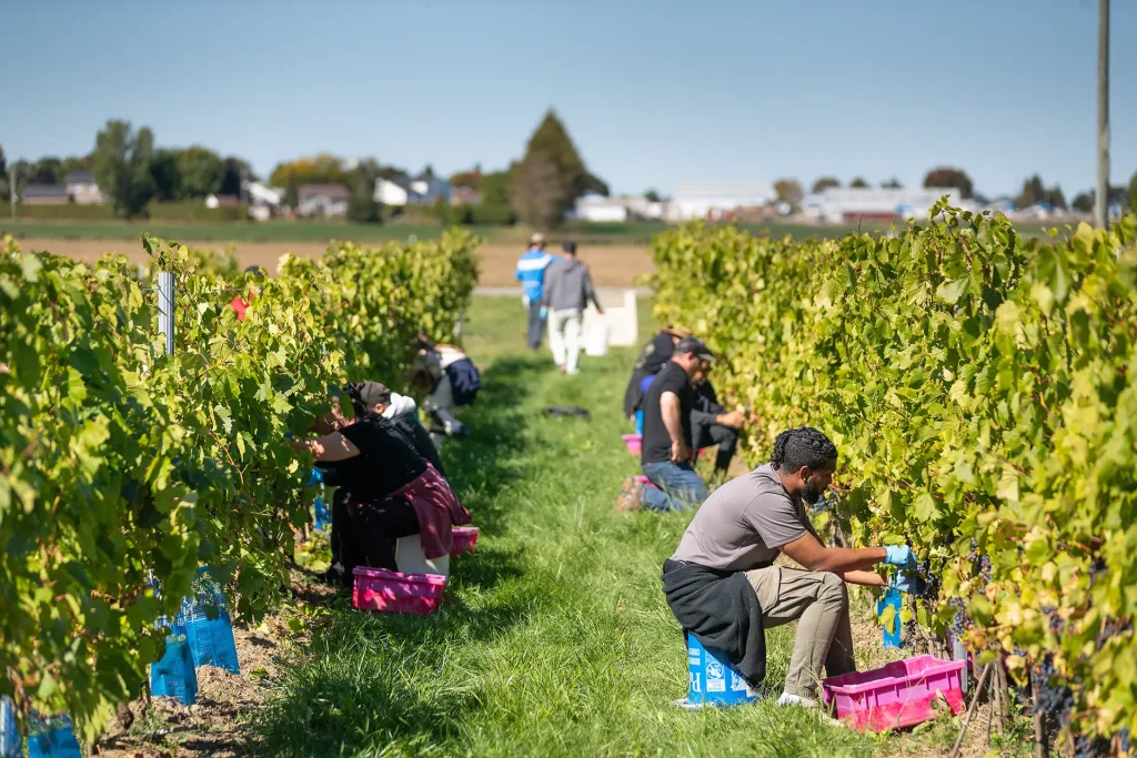 Vandage - Domaine Labranche