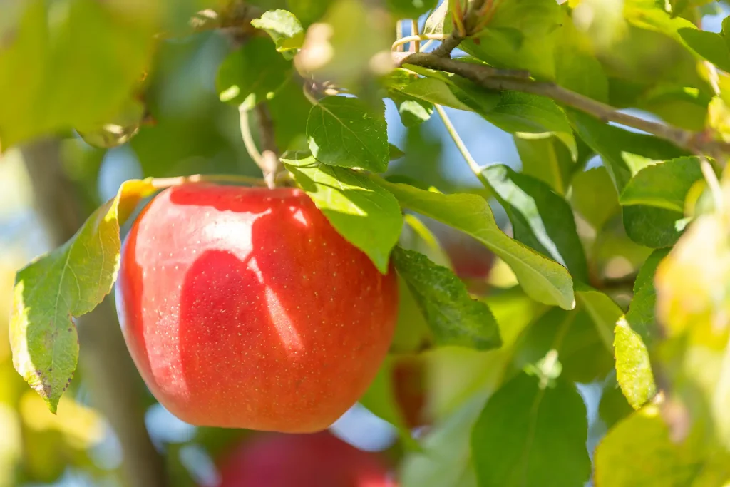Cabane à pommes - Autocueillette