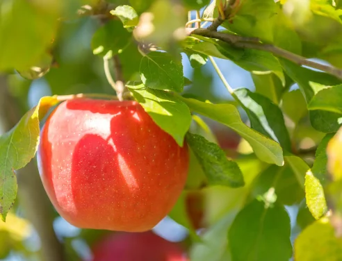 Cabane à pommes - Autocueillette