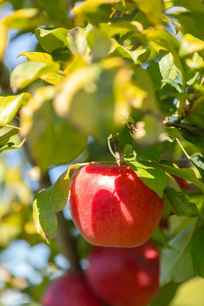 Cabane à pommes - Autocueillette