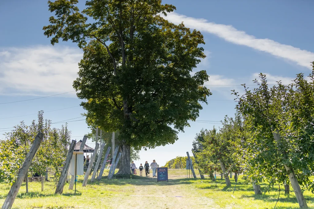 Cabane à pommes - Autocueillette