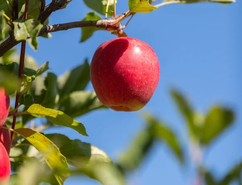 Cabane à pommes - Autocueillette