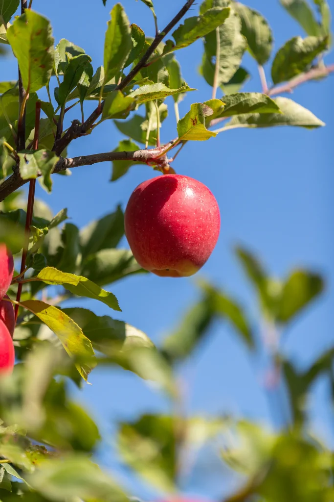 Cabane à pommes - Autocueillette