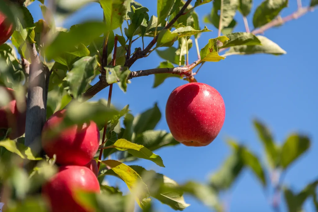 Cabane à pommes - Autocueillette