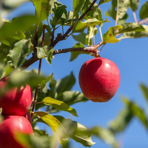 Cabane à pommes - Autocueillette