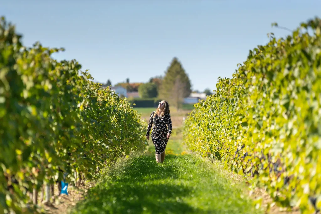 Vignoble - Domaine Labranche