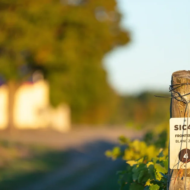 Vignobles - Domaine Labranche