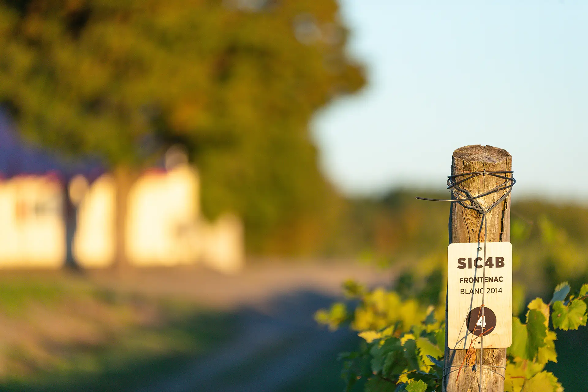 Vignobles - Domaine Labranche