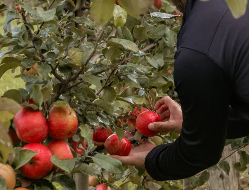 Verger - Domaine Labranche