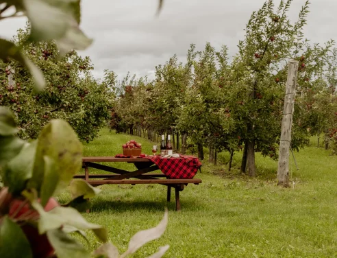 Verger - Domaine Labranche