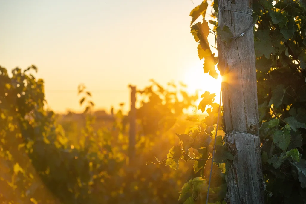 Domaine Labranche - Vignes