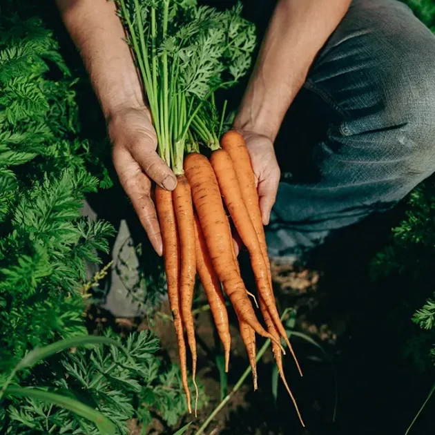 Savourez les fruits et légumes biologiques - Domaine Labranche