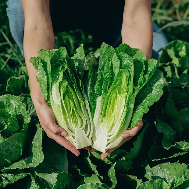 Savourez les fruits et légumes biologiques - Domaine Labranche