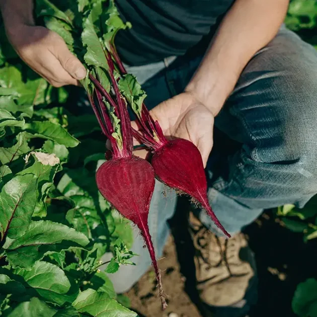 Savourez les fruits et légumes biologiques - Domaine Labranche