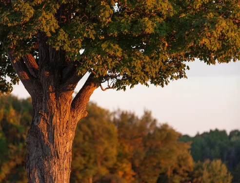 Domaine Labranche - Verger - Autocueillete pommes