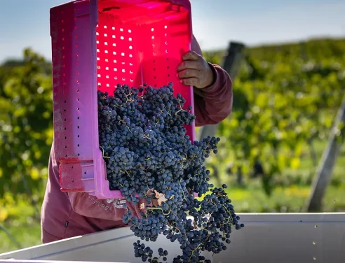 Domaine Labranche - Vendange