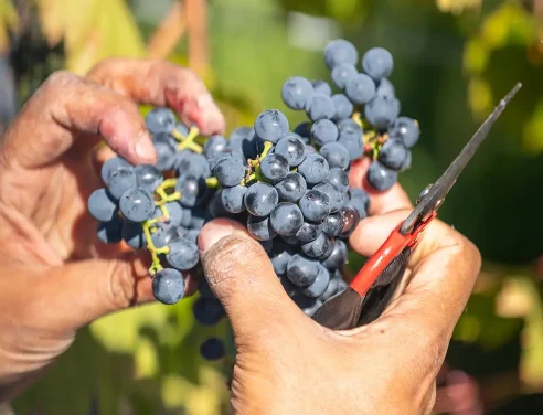 Domaine Labranche - Vendange