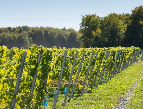 Domaine Labranche - Vignobles